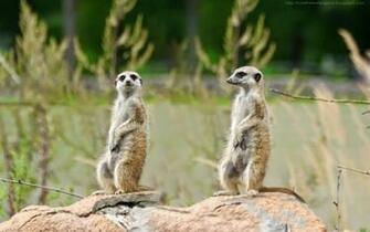 Beautiful Wallpaper For Desktop Meerkat HD