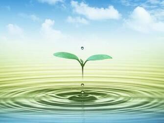 HD Cute Little Tree On Water Desktop Wallpaper Background