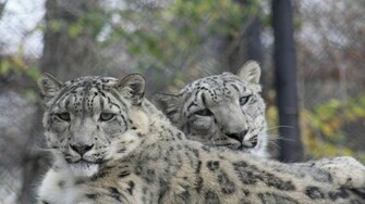 Snow Leopard HD Wallpaper Pic Photosjunction