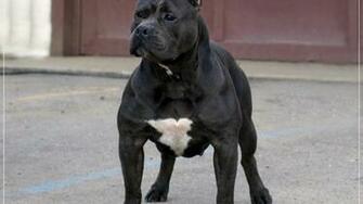 American Pit Bull Terrier Dog Wallpaper Background