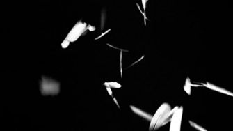 White Feathers Falling On A Black Background 1080p Full HD