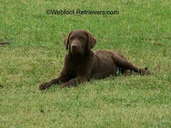Chesapeake Bay Retriever Image Thecelebritypix