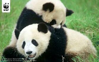 Wallpaper Collections Giant Panda