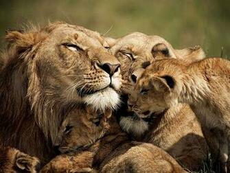Animal Wallpaper National Geographic Photo Of The Day On Imgfave