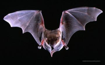 Beautiful Wallpaper For Desktop Bat HD