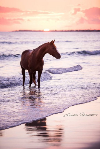 Tickled Fancy Beautiful Horses Photography Cute
