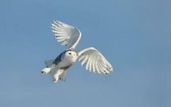 Snowy Owl Wallpaper HD Early