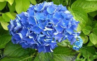HD Blue Hydrangea Wallpaper