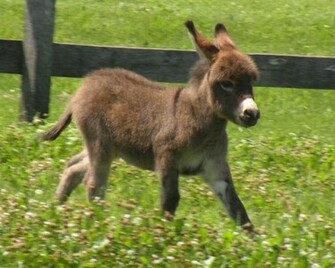 Donkeys Image Donkey Baby HD Wallpaper And Background Photos