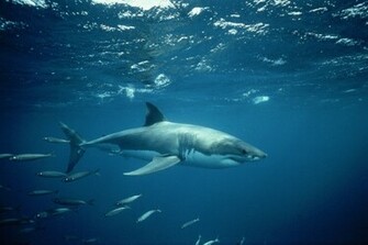 Wallpaper And Background Sharks Killer Whales Set