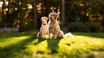 Dogs Desktop Wallpaper High Definition Quality
