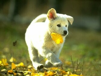 Animals Wallpaper Desktop HD