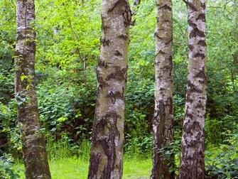 Pin Birch Tree Wallpaper By Natures