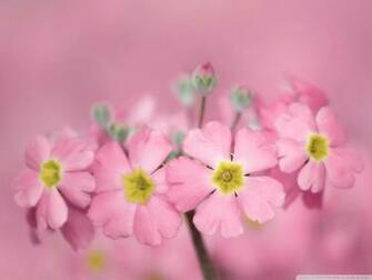 Wallpaper Tiny Pink Flowers
