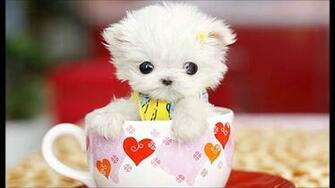 Teacup Maltese Puppies And Dog Pictures Gallery Of Animals