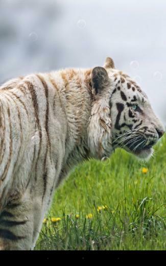 Tiger Live Wallpaper Android Apps And Tests Androidpit
