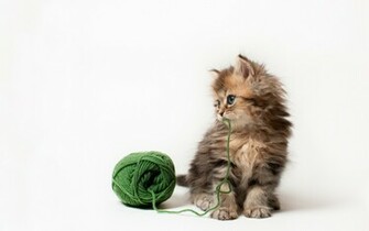 Kitten Desktop Background Wallpaper High Definition Quality