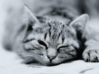 Cat Black And White Cute Little Kitty Living Wallpaper