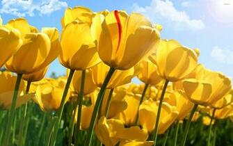 Yellow Flower Wallpaper Image