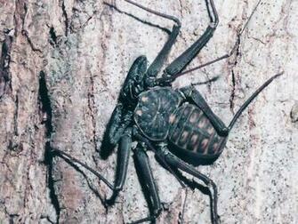 Misc Arachnid Wallpaper