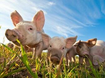 Farm Animals Wallpaper