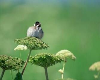 Humming Birds Screensavers Now