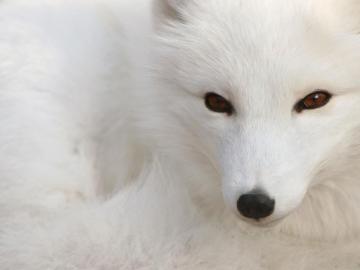 Red Fox Animals Pictures Black Animal Picture