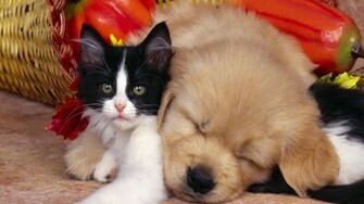 Cute Animals Wallpaper Baby Hello Kitty