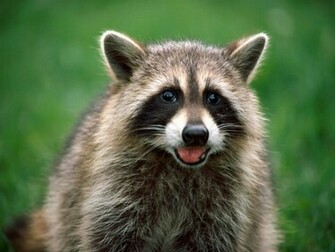 Raccoons Wallpaper Raccoon