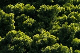 Go Green Wallpaper Wednesday