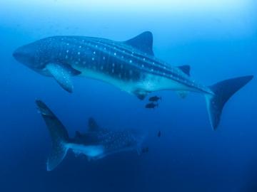 Galapagos Whale Shark Project Update Conservation Trust