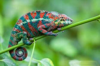October By Admin Comments Off On Chameleon Lizard Wallpaper