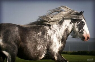 Gypsy Vanner Wallpaper