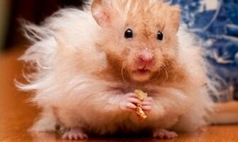 Funny Hamster Wallpaper Screenshot