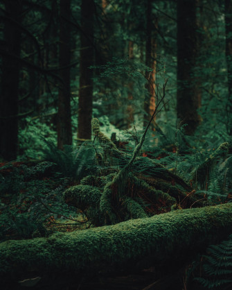 Dark Green Forest Wallpaper