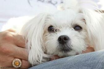 Wallpaper Maltese Dogs Puppies Lap Dog Desktop