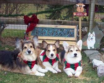 Christmas Corgi Home Central Florida Urology Specialists Llc