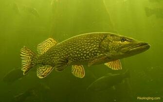 Pike Fishing Wallpaper