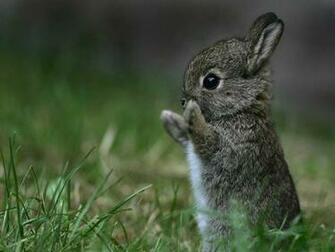 Bunnies Bunny Rabbits Wallpaper Serbagunamarine Find The