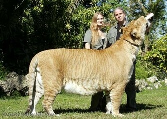 Liger Wallpaper