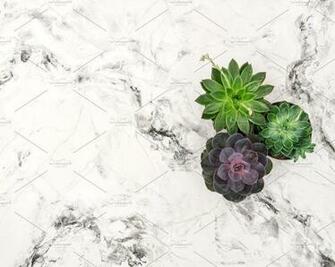 Succulent Plants Marble Background Succulents Planting