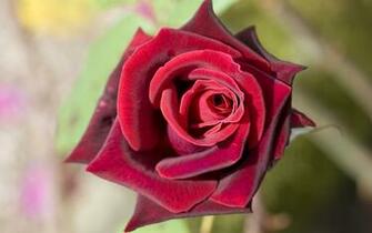 Red Rose Deep HD Wallpaper For Desktop