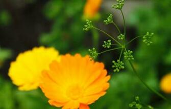 Wallpaper Greens Flower Summer Macro Dill
