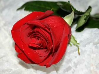 Flowers For Flower Lovers Wallpaper Red Roses