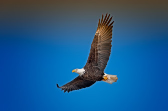 Bald Eagle Sky Wallpaper HD Birds 4k Image