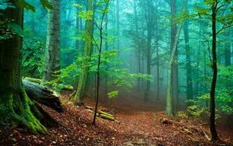 Pics Photos Beautiful Forest Tree Wallpaper HD