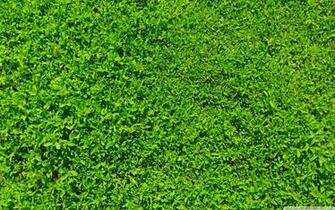 Green Grass Ultra HD Desktop Background Wallpaper For 4k UHD Tv