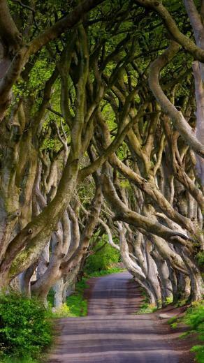 England Northern Ireland Dark Hedges Beech Alley Trees