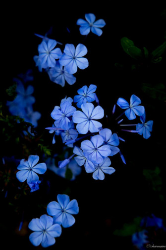 Blue Flowers Aesthetic Wallpaper