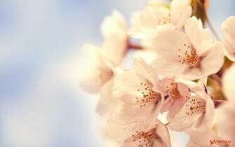 Cherry Blossom Wallpaper On